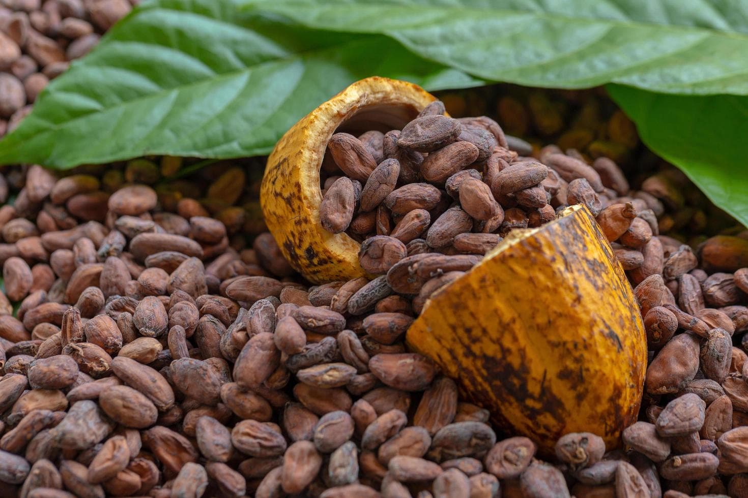 Notre Cacao