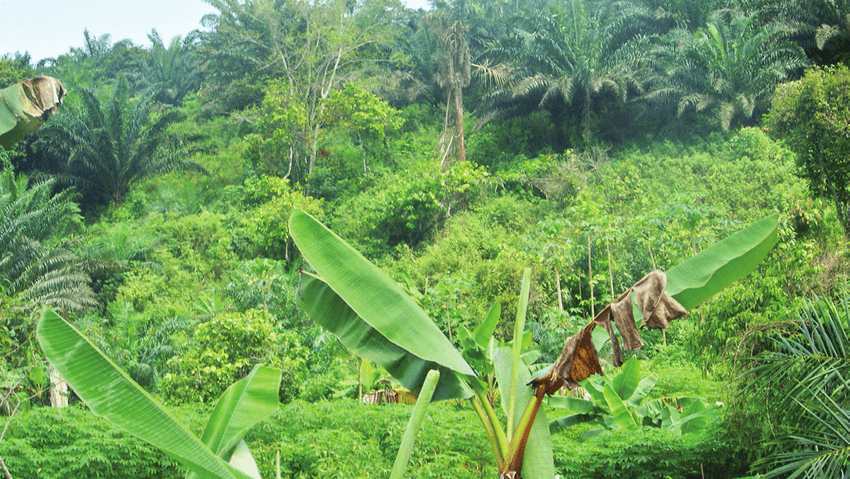 Journée du Cacaoculteur 2026 à Djoum