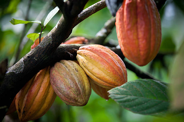 Agriculteurs de cacao